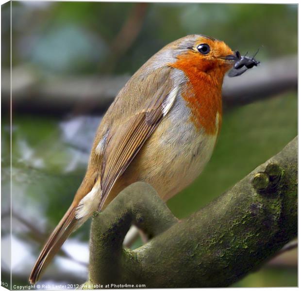 Robins lunch Canvas Print by Rob Lester