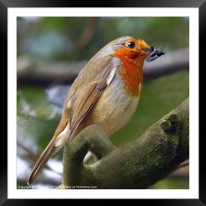 Robins lunch Framed Mounted Print by Rob Lester