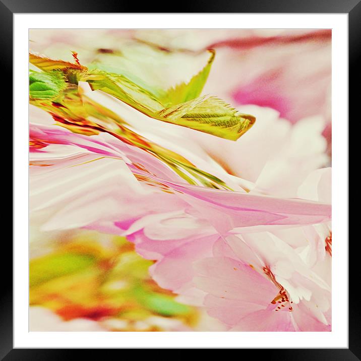 Twisted Blossoms Framed Mounted Print by Sharon Lisa Clarke