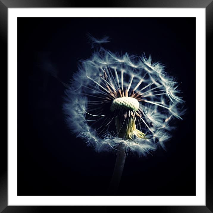Dandelion Blowing In The Wind Framed Mounted Print by Aj’s Images