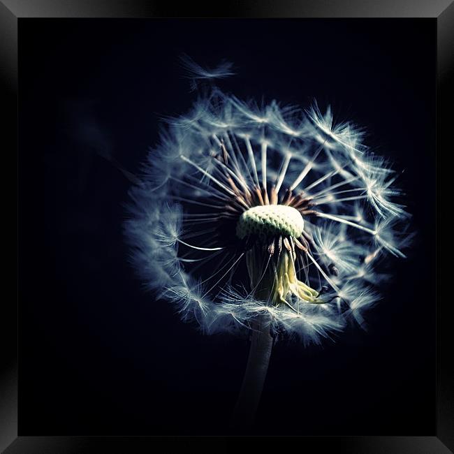 Dandelion Blowing In The Wind Framed Print by Aj’s Images