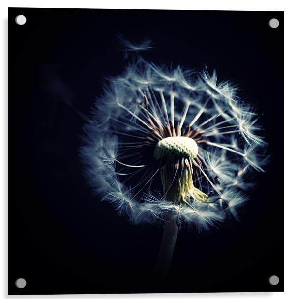 Dandelion Blowing In The Wind Acrylic by Aj’s Images