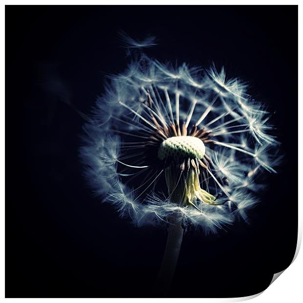 Dandelion Blowing In The Wind Print by Aj’s Images
