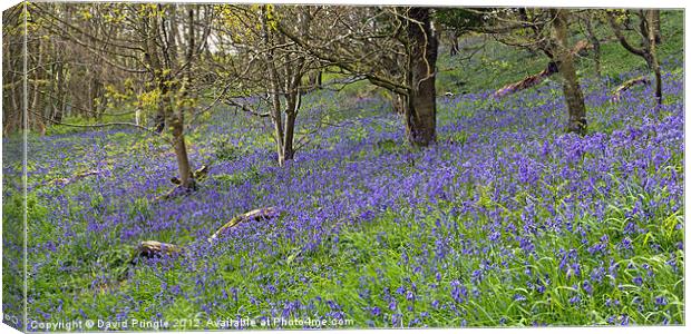 Bluebell Woods Canvas Print by David Pringle