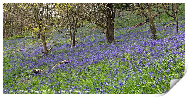 Bluebell Woods Print by David Pringle