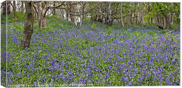 Bluebell Woods II Canvas Print by David Pringle
