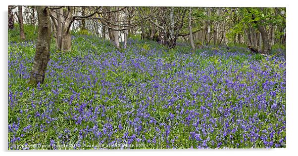 Bluebell Woods II Acrylic by David Pringle