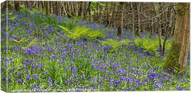Bluebell Woods III Canvas Print by David Pringle