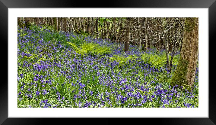 Bluebell Woods III Framed Mounted Print by David Pringle