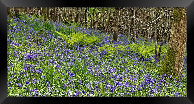 Bluebell Woods III Framed Print by David Pringle
