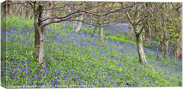 Bluebell Woods IV Canvas Print by David Pringle