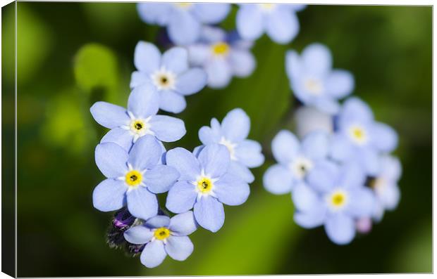 Forget-me-nots Canvas Print by Mary Lane