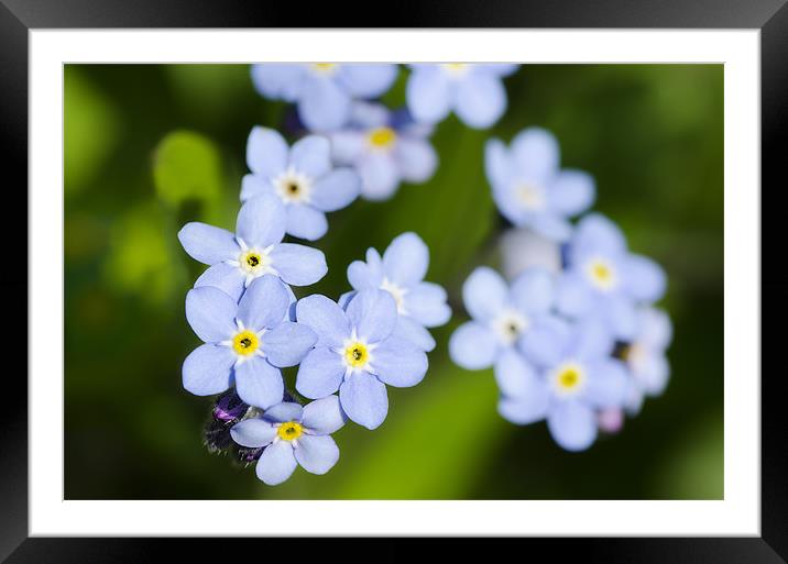Forget-me-nots Framed Mounted Print by Mary Lane