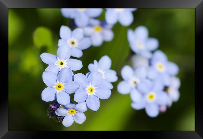 Forget-me-nots Framed Print by Mary Lane