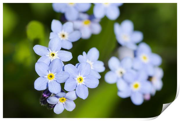 Forget-me-nots Print by Mary Lane