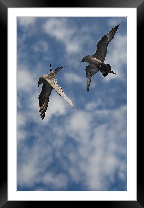 Arctic Skuas Framed Mounted Print by Natures' Canvas: Wall Art  & Prints by Andy Astbury