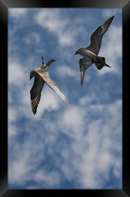 Arctic Skuas Framed Print by Natures' Canvas: Wall Art  & Prints by Andy Astbury