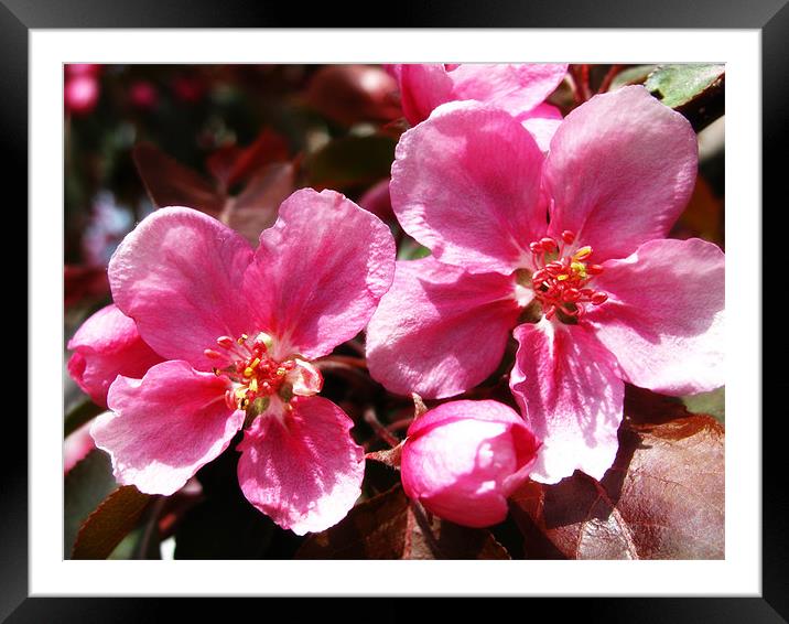 Pink Cherry Blossoms Framed Mounted Print by Mary Lane