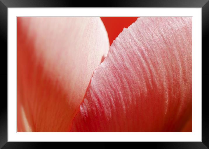 Pink Petals Framed Mounted Print by Mary Lane