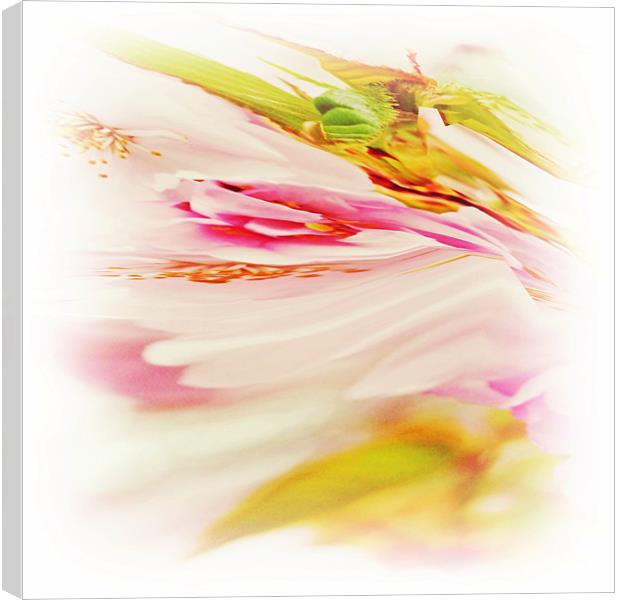 Twisted Blossom 2 Canvas Print by Sharon Lisa Clarke