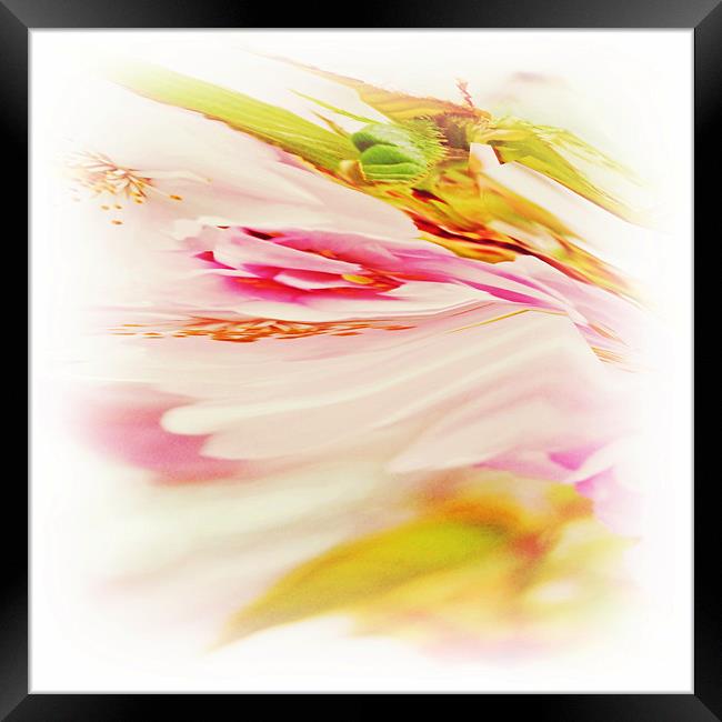 Twisted Blossom 2 Framed Print by Sharon Lisa Clarke