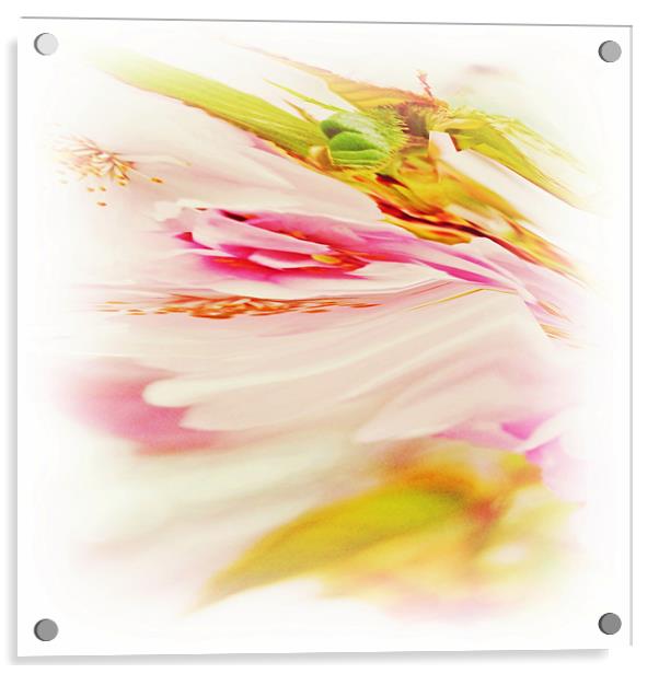 Twisted Blossom 2 Acrylic by Sharon Lisa Clarke
