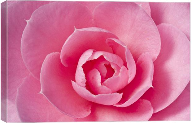 Pink Camellia Macro Canvas Print by Steve Purnell