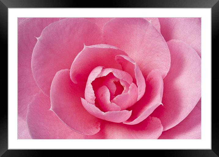 Pink Camellia Macro Framed Mounted Print by Steve Purnell