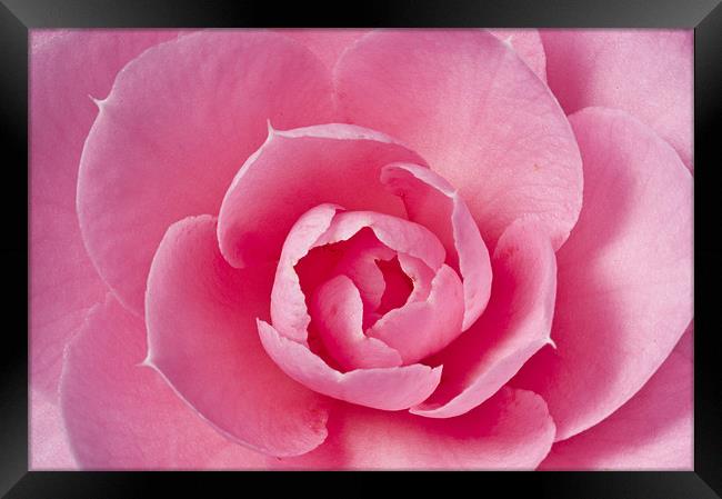 Pink Camellia Macro Framed Print by Steve Purnell