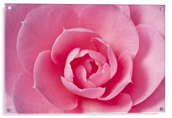 Pink Camellia Macro Acrylic by Steve Purnell