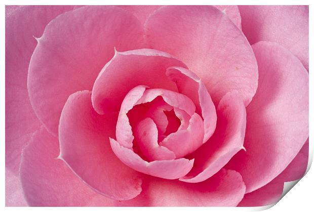 Pink Camellia Macro Print by Steve Purnell