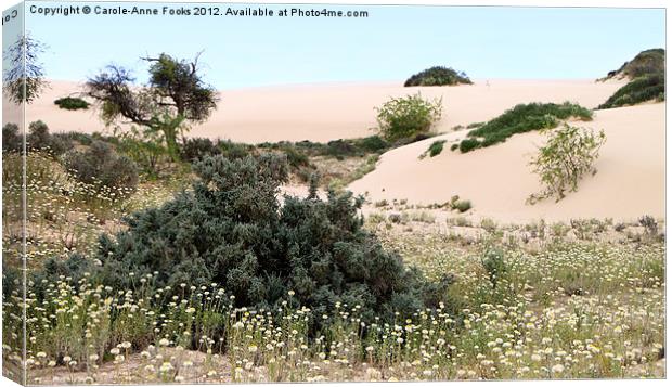 Dunes & Wildflowers Canvas Print by Carole-Anne Fooks