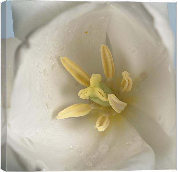 White Tulip Macro Canvas Print by Steve Purnell