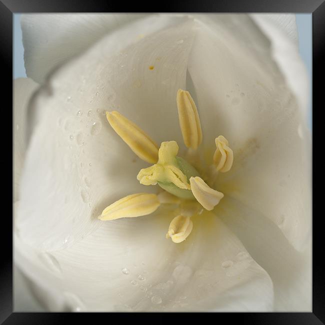 White Tulip Macro Framed Print by Steve Purnell