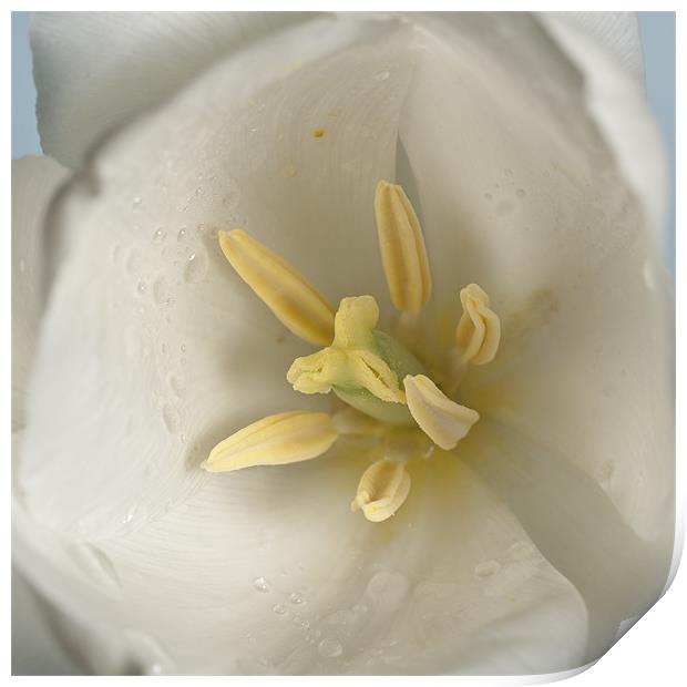 White Tulip Macro Print by Steve Purnell