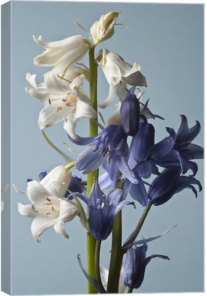 Blue and White Bluebells Canvas Print by Steve Purnell