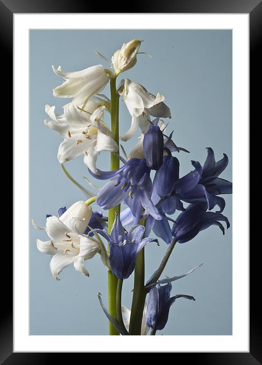 Blue and White Bluebells Framed Mounted Print by Steve Purnell