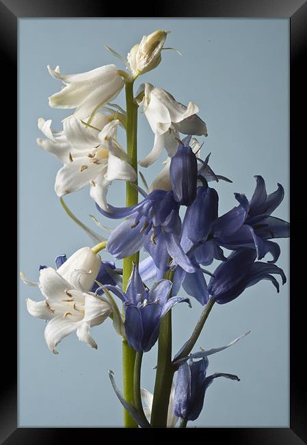 Blue and White Bluebells Framed Print by Steve Purnell