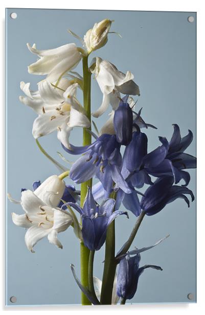 Blue and White Bluebells Acrylic by Steve Purnell
