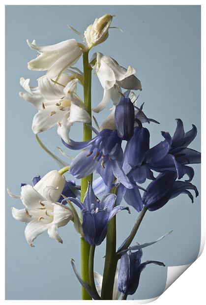 Blue and White Bluebells Print by Steve Purnell