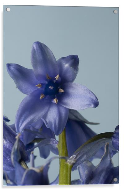 Bluebell Macro Acrylic by Steve Purnell