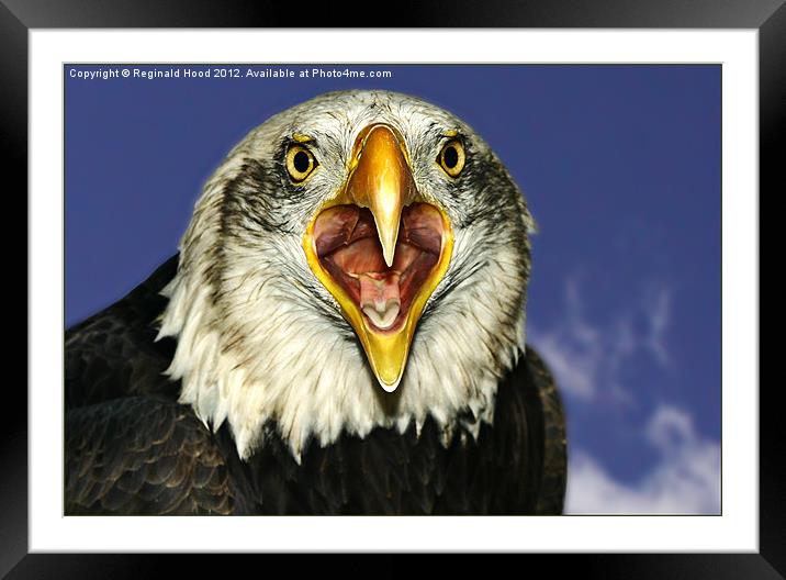 american Bald Eagle Framed Mounted Print by Reginald Hood