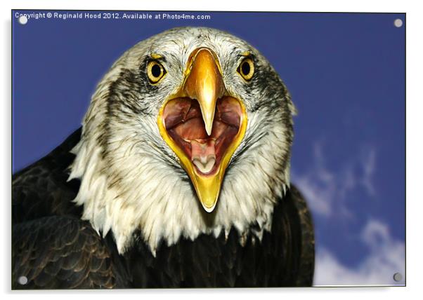 american Bald Eagle Acrylic by Reginald Hood