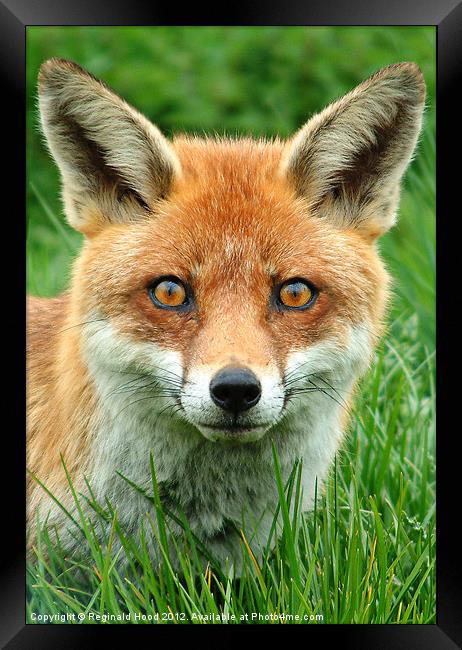 Red Fox Framed Print by Reginald Hood