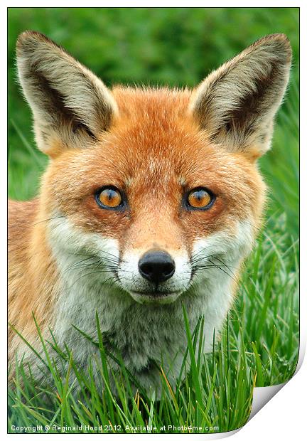 Red Fox Print by Reginald Hood
