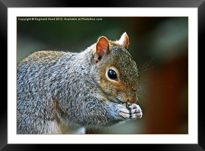 Grey Squirrel Framed Mounted Print by Reginald Hood
