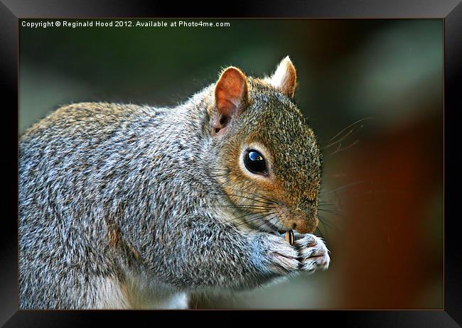 Grey Squirrel Framed Print by Reginald Hood