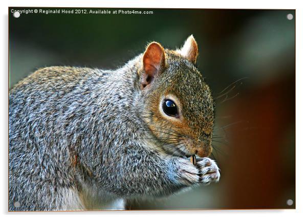 Grey Squirrel Acrylic by Reginald Hood