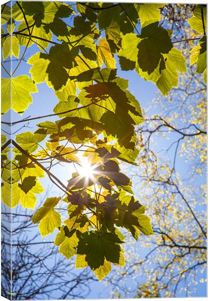 Sunlit Leaves Canvas Print by David Tyrer
