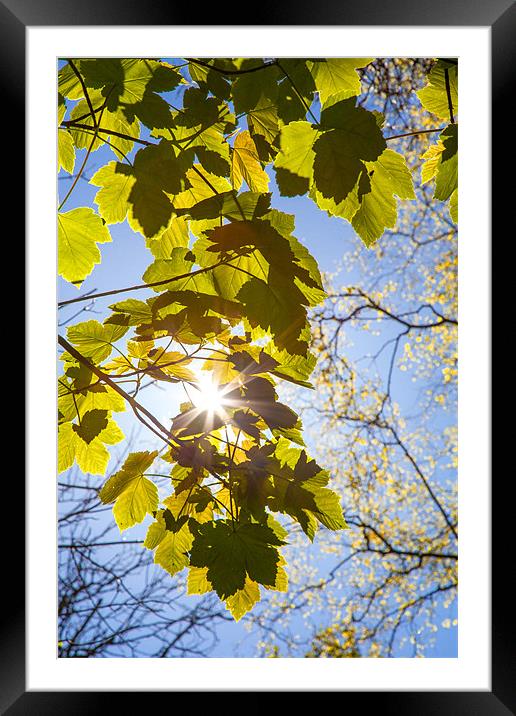 Sunlit Leaves Framed Mounted Print by David Tyrer